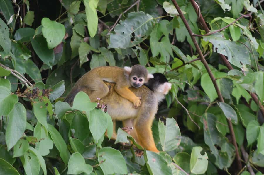 Puerto Maldonado: 4-Day Tambopata Rainforest Tour - Four details worth knowing before you book