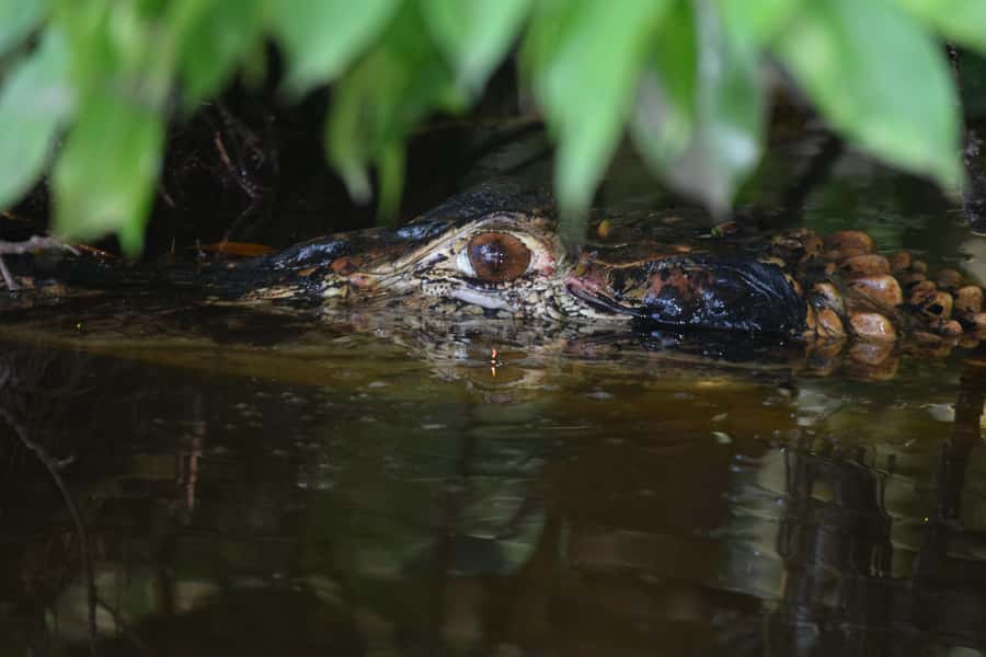 Puerto Maldonado: 4-Day Tambopata Rainforest Tour - Arriving in Puerto Maldonado and reaching the river