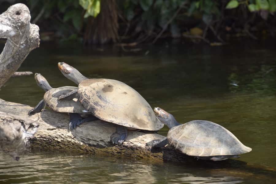 Puerto Maldonado: 4-Day Tambopata Rainforest Tour - Day two: river wildlife and Lake Sandoval