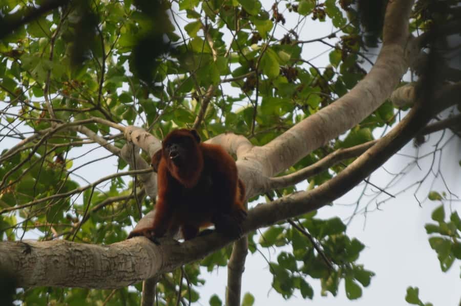 Puerto Maldonado: 4-Day Tambopata Rainforest Tour - Day three: Machigenga culture, capybaras, and piranha water