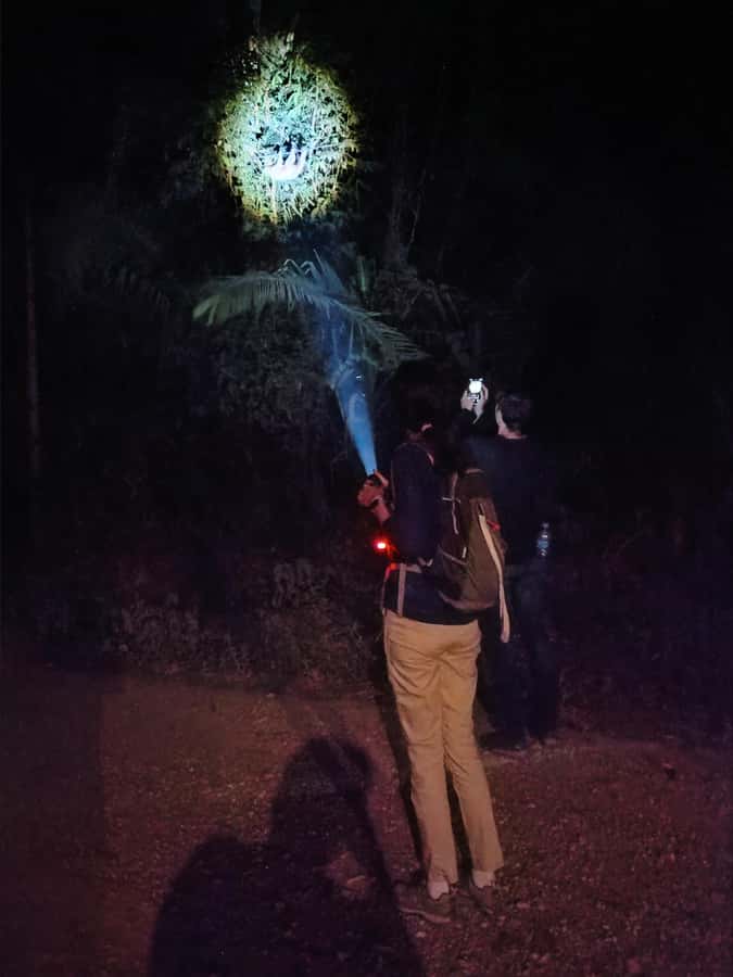 Puerto Maldonado: Jungle Night Tour with Sloths & Tarantulas - A guide-led search, not a staged animal show