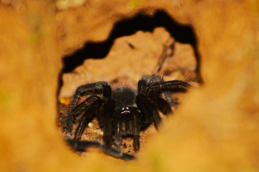 Puerto Maldonado: Jungle Night Tour with Sloths & Tarantulas - Who will enjoy this night walk most?