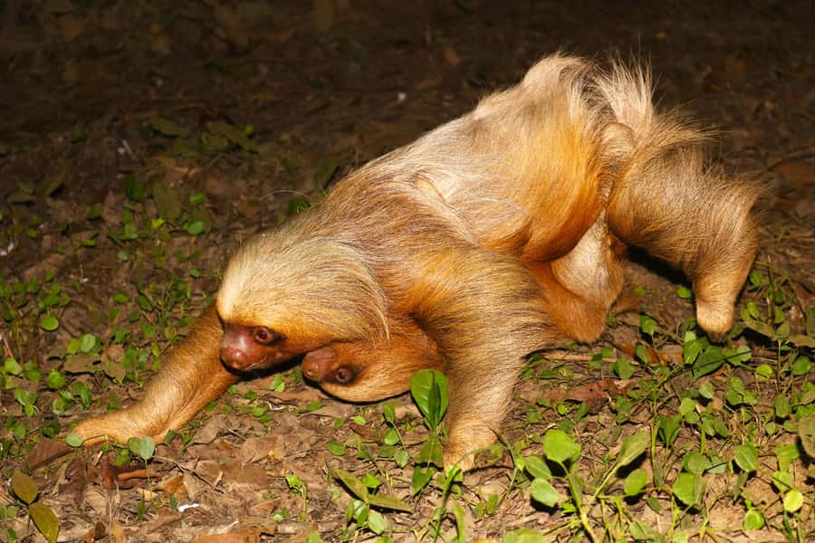 Puerto Maldonado: Jungle Night Tour with Sloths & Tarantulas - Should you book the Puerto Maldonado night tour?