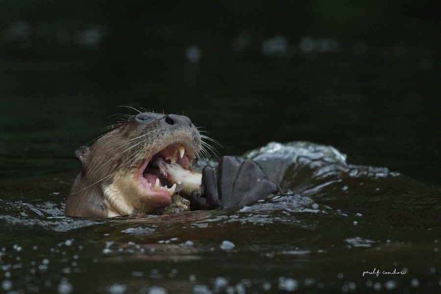 Puerto Maldonado: Sandoval Lake 4-Day, 3-Night Guided Tour - What to pack for four wet, active days