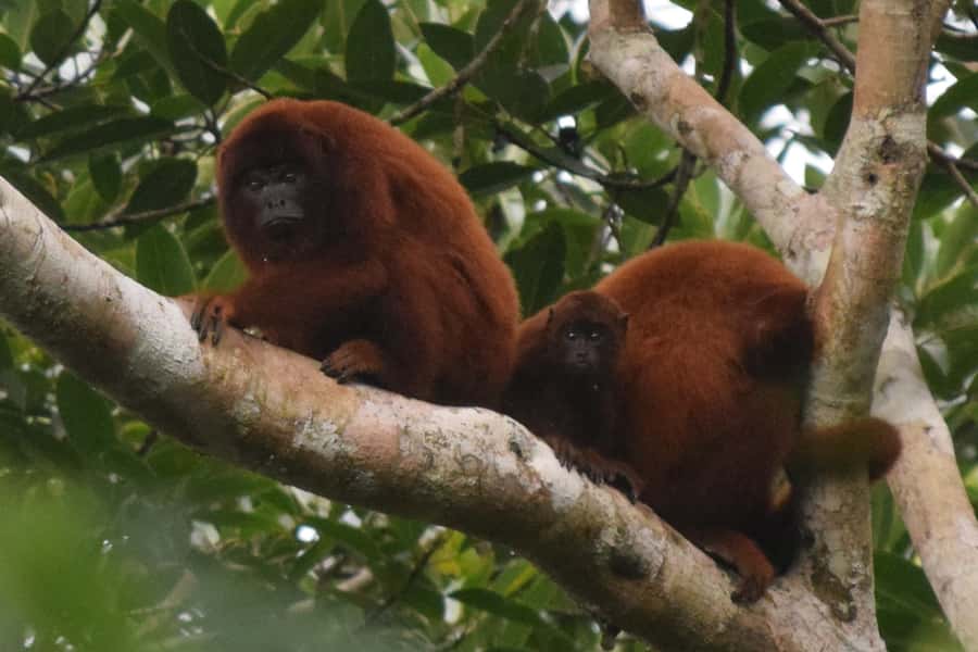 Puerto Maldonado: Sandoval Lake Full-Day Trip with Canoeing - Entering Tambopata National Reserve