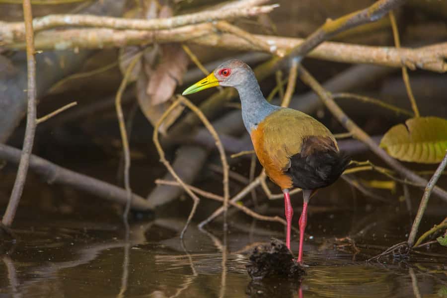Sandoval Lake & Parrot Clay lick 3 Days/2 Nights - Key points to know before you go