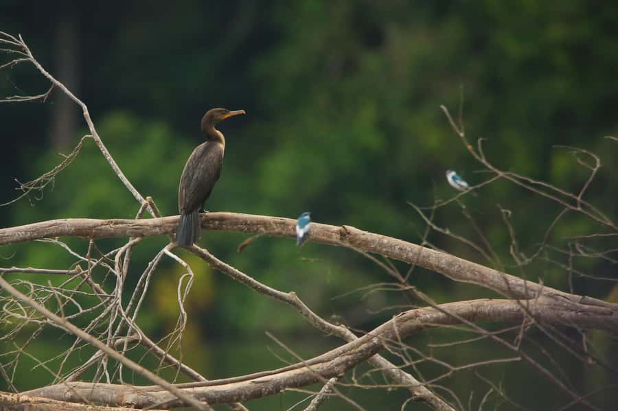 Sandoval Lake & Parrot Clay lick 3 Days/2 Nights - Reaching Monte Amazonico Lodge from Puerto Maldonado