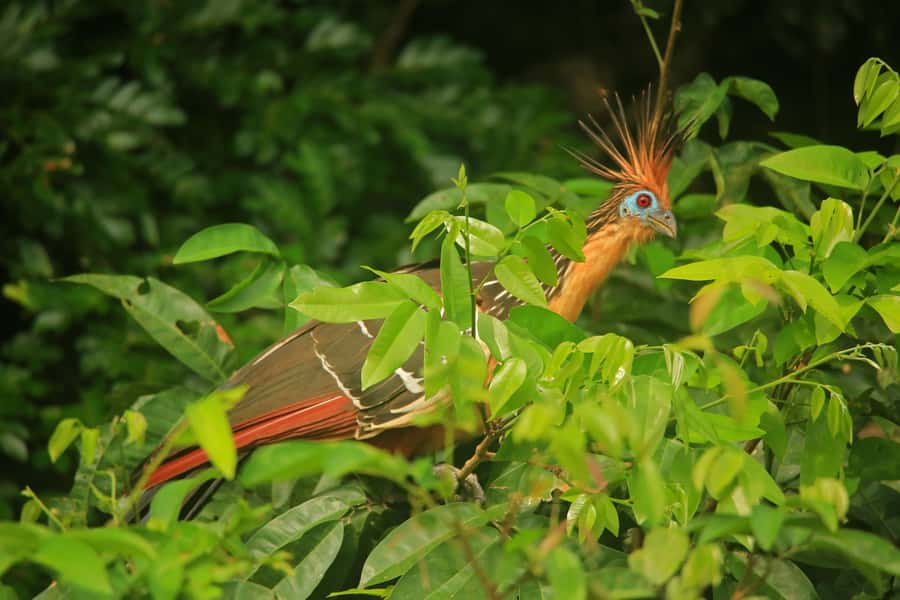 Sandoval Lake & Parrot Clay lick 3 Days/2 Nights - Monkey Island brings wildlife close on the first afternoon