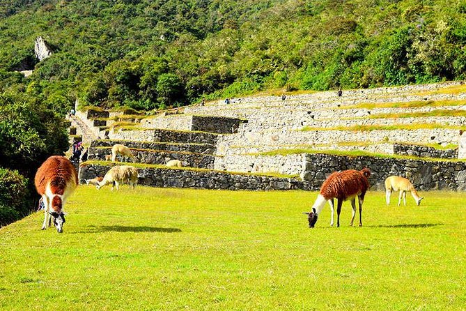 Small Group: 4-Day Inca Trail Trek to Machu Picchu - Food, tents, and the practical side of camping