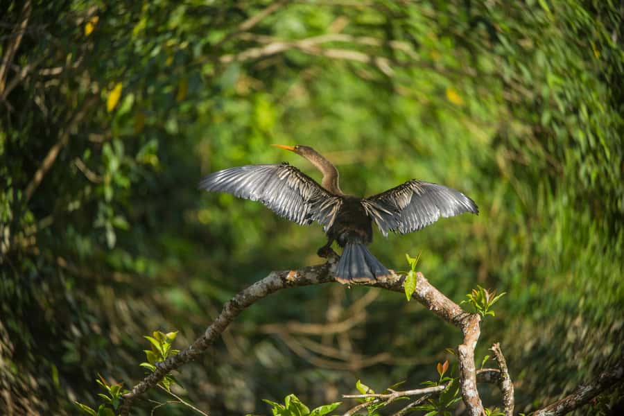 Tambopata Macaw Clay Lick 3 days/2 nights - Why the El Chuncho clay lick is the main event