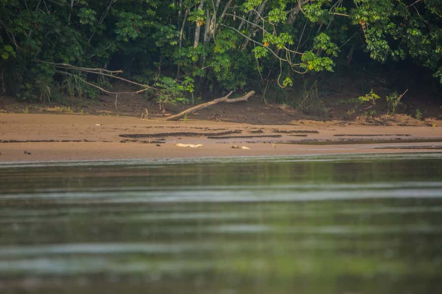 Tambopata Macaw Clay Lick 4 days/3 nights - Day 2: Macaws at dawn, monkeys after lunch
