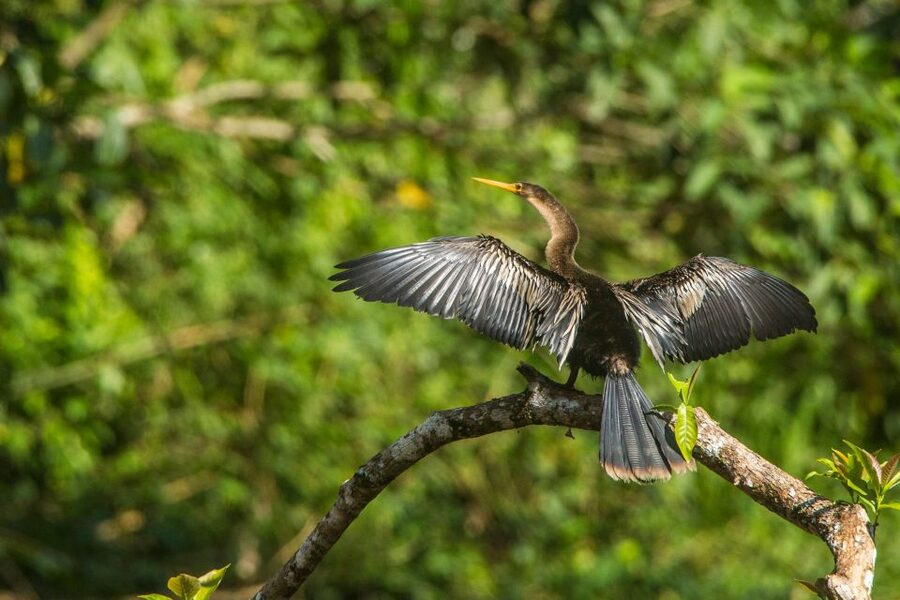 Tambopata Macaw Clay Lick 4 days/3 nights - Day 3: A 3-kilometer walk to Lake Sandoval