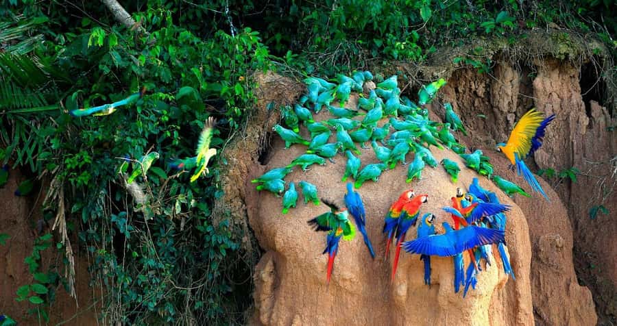 Tambopata Macaw Clay Lick 5 days/4 nights - Who will get the most from this trip