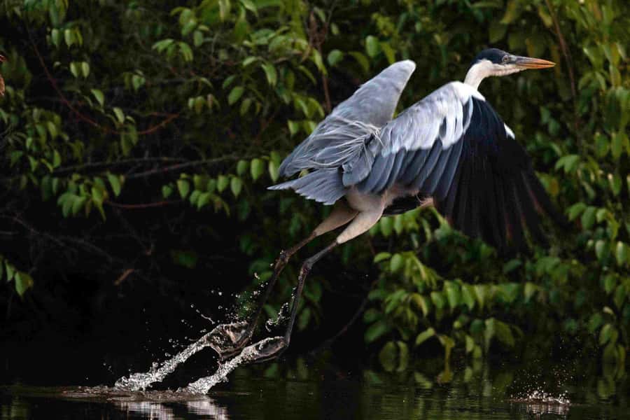 Tambopata: Multi-Day Amazon Rainforest Tour with Local Guide - Key points to know before you book