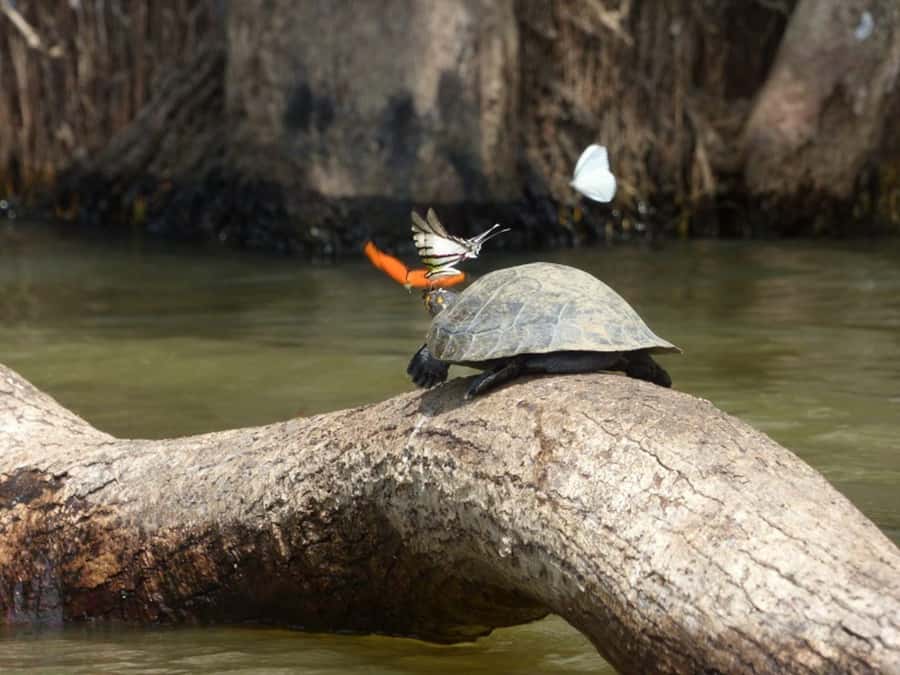 Tambopata: Multi-Day Amazon Rainforest Tour with Local Guide - Puerto Maldonado to the Madre de Dios River