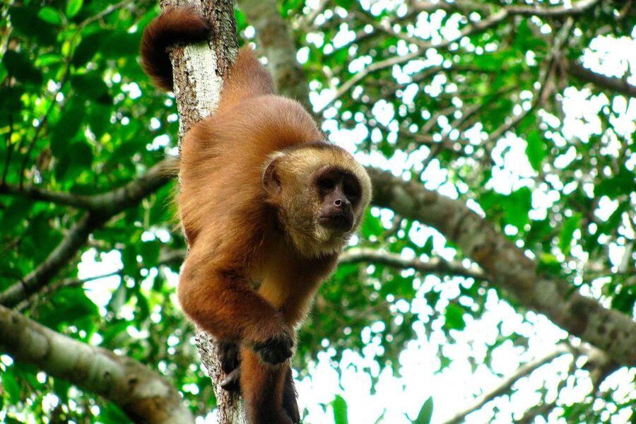 Tambopata: Multi-Day Amazon Rainforest Tour with Local Guide - Guides, pace, and the $387 value