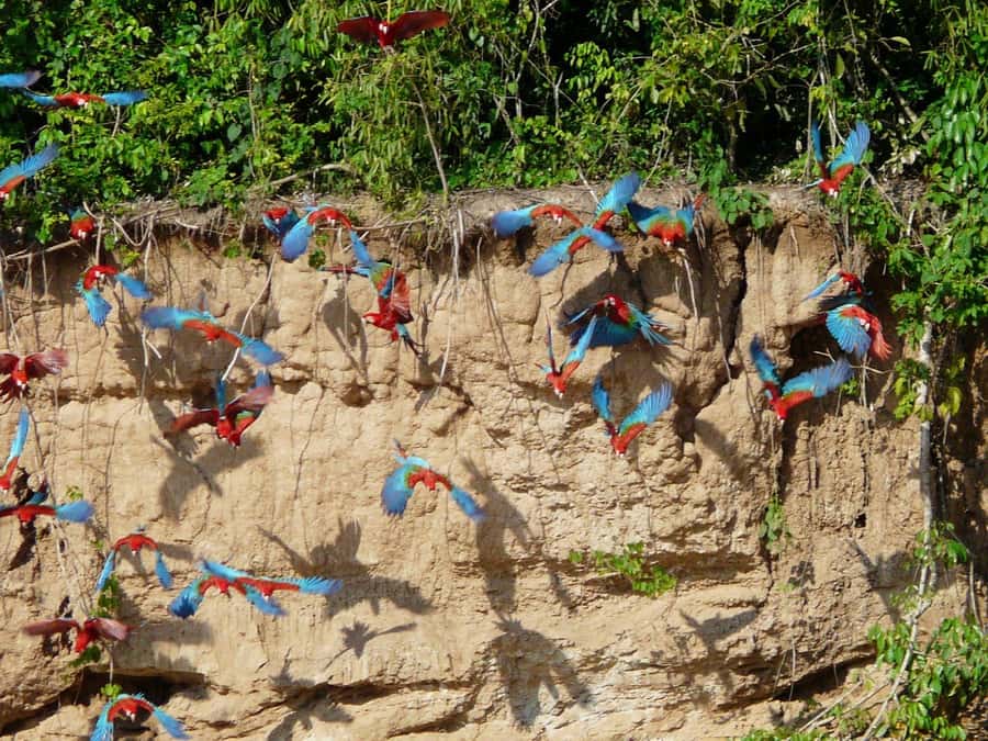 Tambopata National Reserve Tour 3 Days - What this Tambopata trip is really about