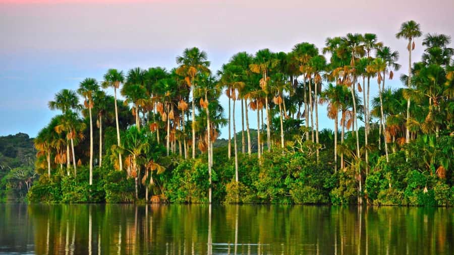 Tambopata Peruvian Amazon Jungle for Three Days/Two Nights - Key points to know before booking