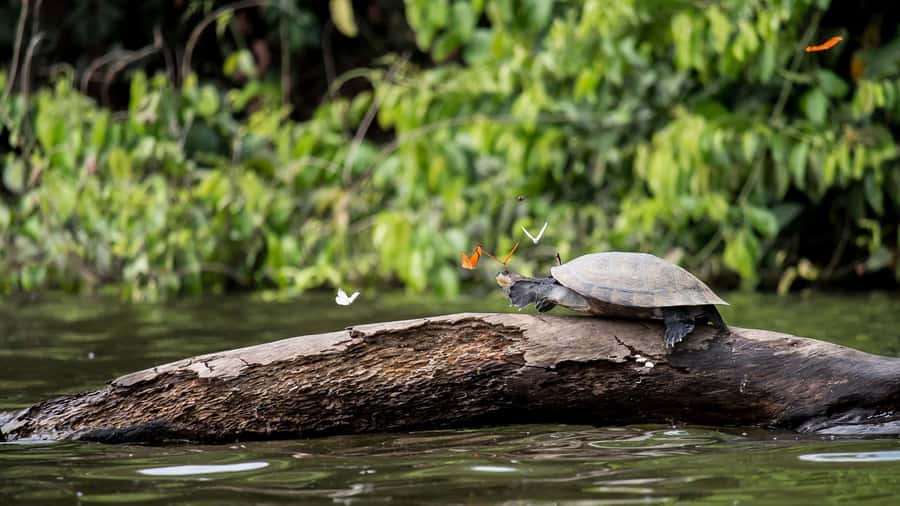 Tambopata Peruvian Amazon Jungle for Three Days/Two Nights - What the lodge is really like