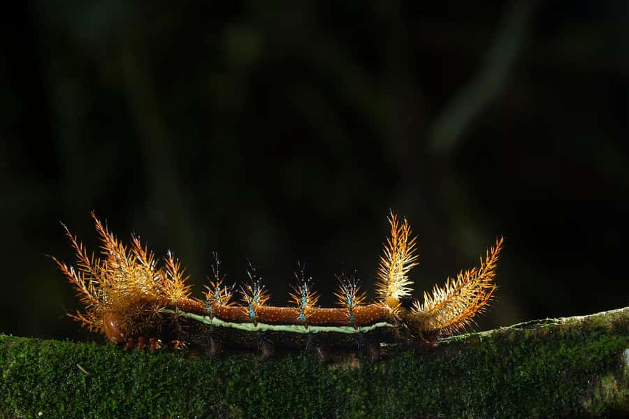 Tambopata Rainforest Night Walk & River Exploration - What the $55 price gets you
