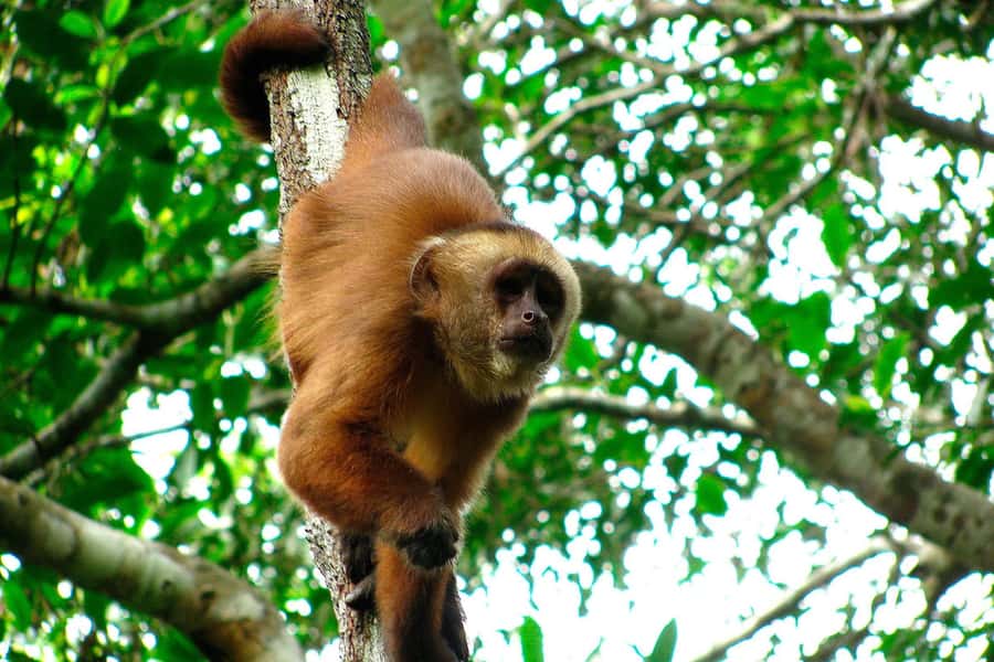 Tambopata: Zipline Adventure & Kayak to Monkey Island - Meeting capuchins on Monkey Island