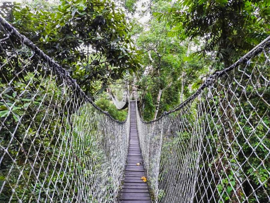 Tambopata: Zipline Adventure & Kayak to Monkey Island - What the $59 price really covers