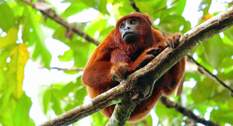 Tambopata: Zipline Adventure & Kayak to Monkey Island - Two 190-meter zip lines through the treetops