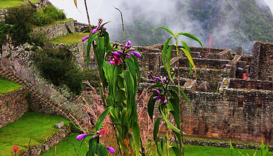 Tour Machu Picchu + Mountain of Huayna Picchu 2 days - Day 2: The early Machu Picchu visit