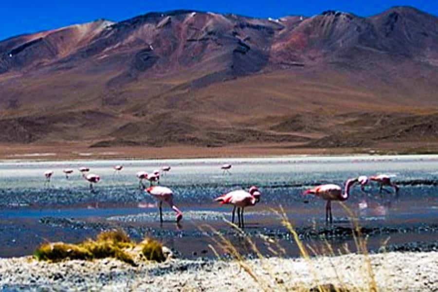 Tour to the Salinas Lagoon and National Reserve in Arequipa - What the $27 price really covers