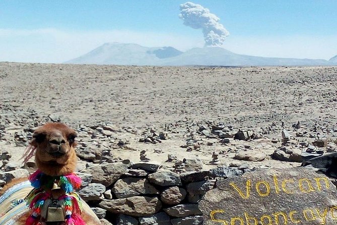Turist Bus Colca Canyon (Chivay) To Puno - Guide service and group size