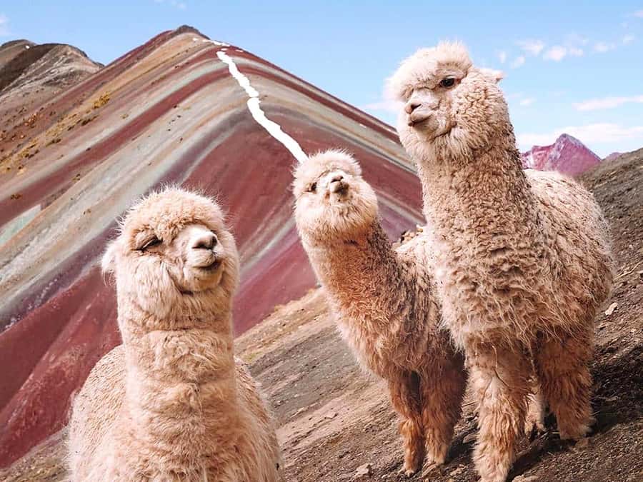 Vinicunca Mountain Tour - Full Day Tour to Rainbow Mountain - The return walk, Cusipata lunch, and ride back