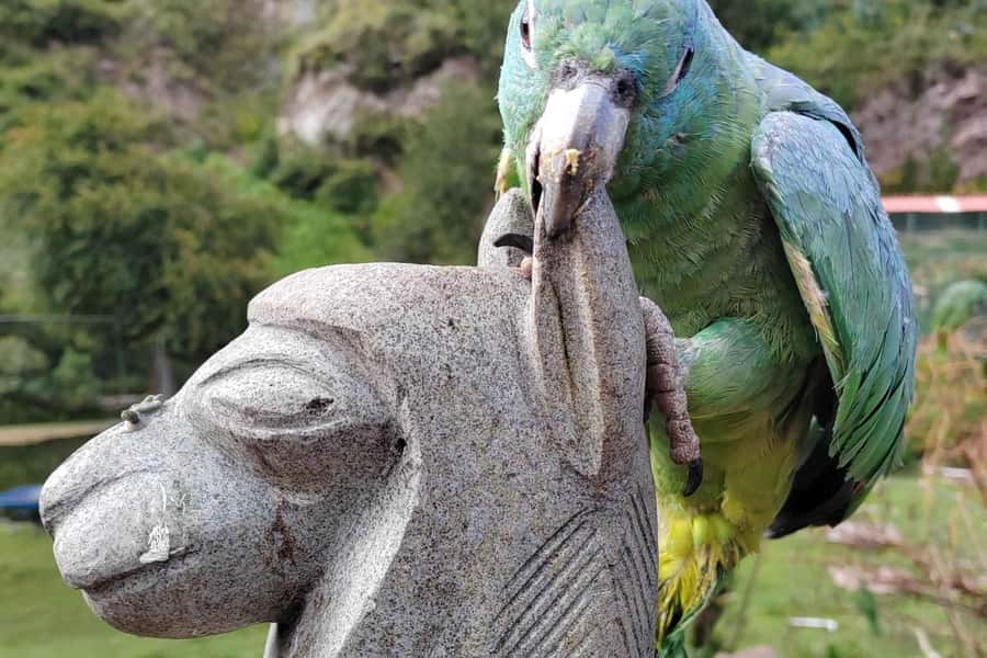 Visit to the Cochahuasi Animal Sanctuary with rescued animal - Why Cochahuasi adds meaning to a Cusco trip