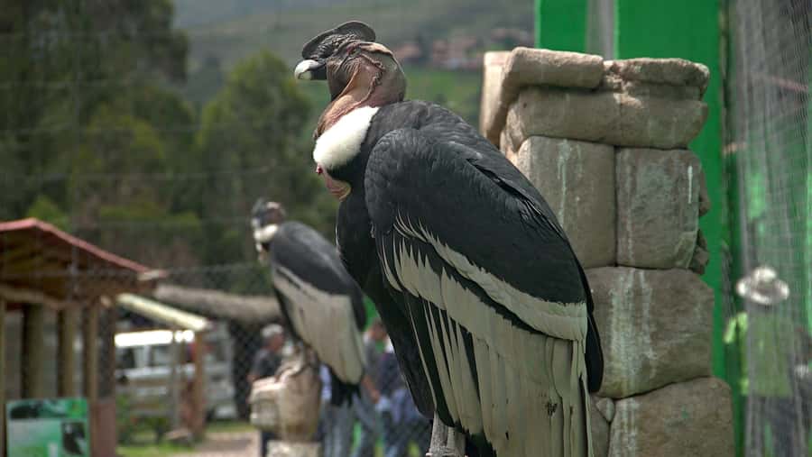 Visit to the Cochahuasi Animal Sanctuary with rescued animal - Meeting the rescued animals