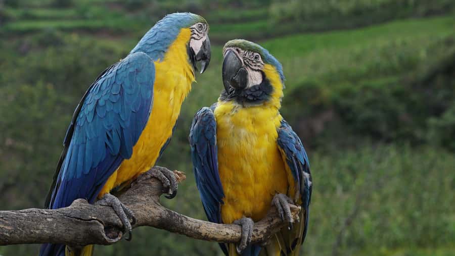 Visit to the Cochahuasi Animal Sanctuary with rescued animal - How the three-hour schedule works
