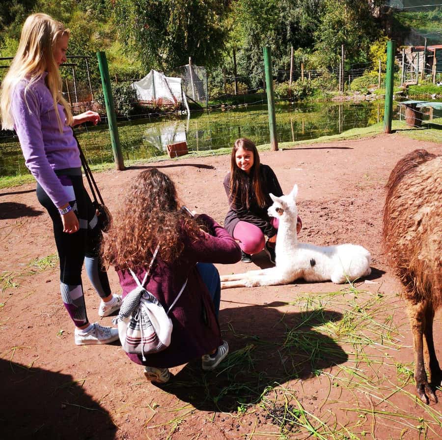 Visit to the Cochahuasi Animal Sanctuary with rescued animal - What the $50 price really covers