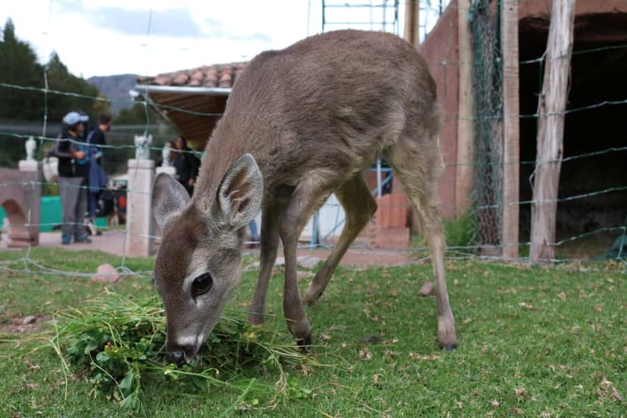 Visit to the Cochahuasi Animal Sanctuary with rescued animal - Who will enjoy this visit most
