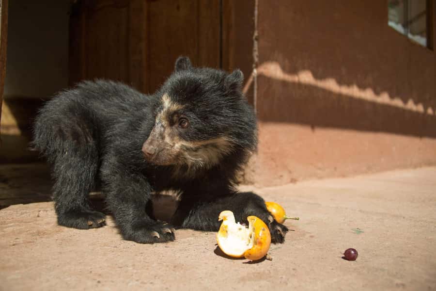 Visit to the Cochahuasi Animal Sanctuary with rescued animal - The 30-minute ride from Cusco